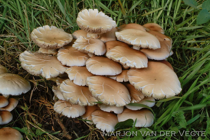 Populierleemhoed - Agrocybe cylindracea